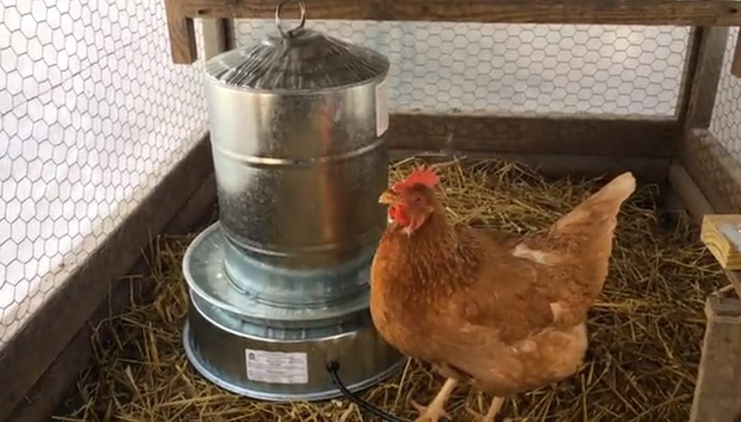 Chicken Water Heater Base Stainless Steel Heater B47565