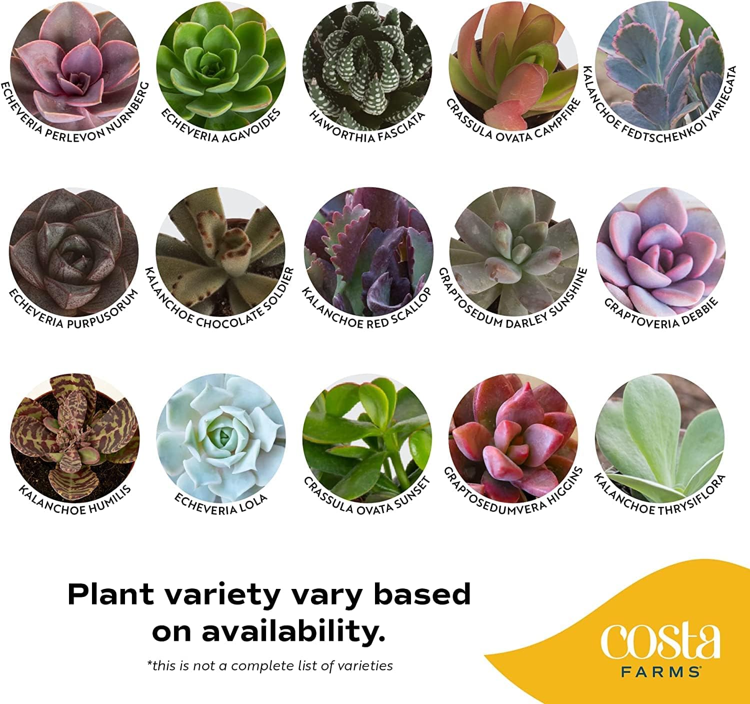 18-Pack Live Succulent Plants R152153