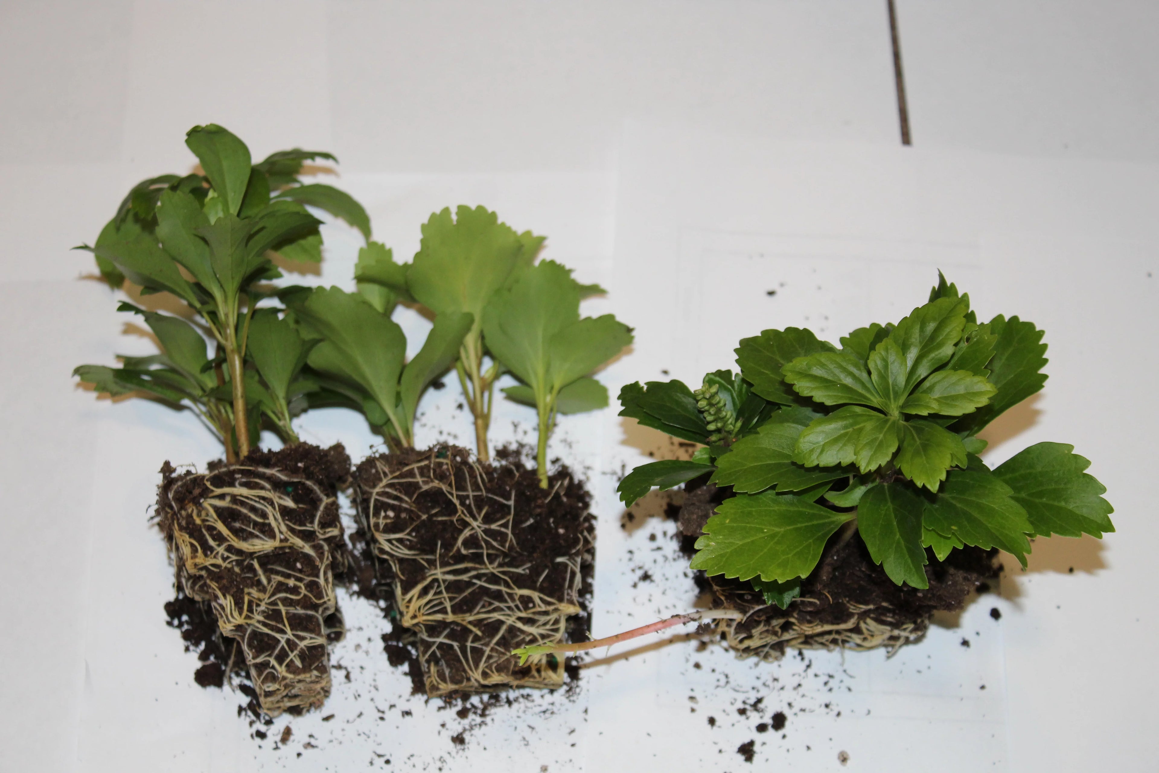 100 Bare Root Plants A719