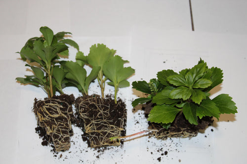 100 Bare Root Plants A719