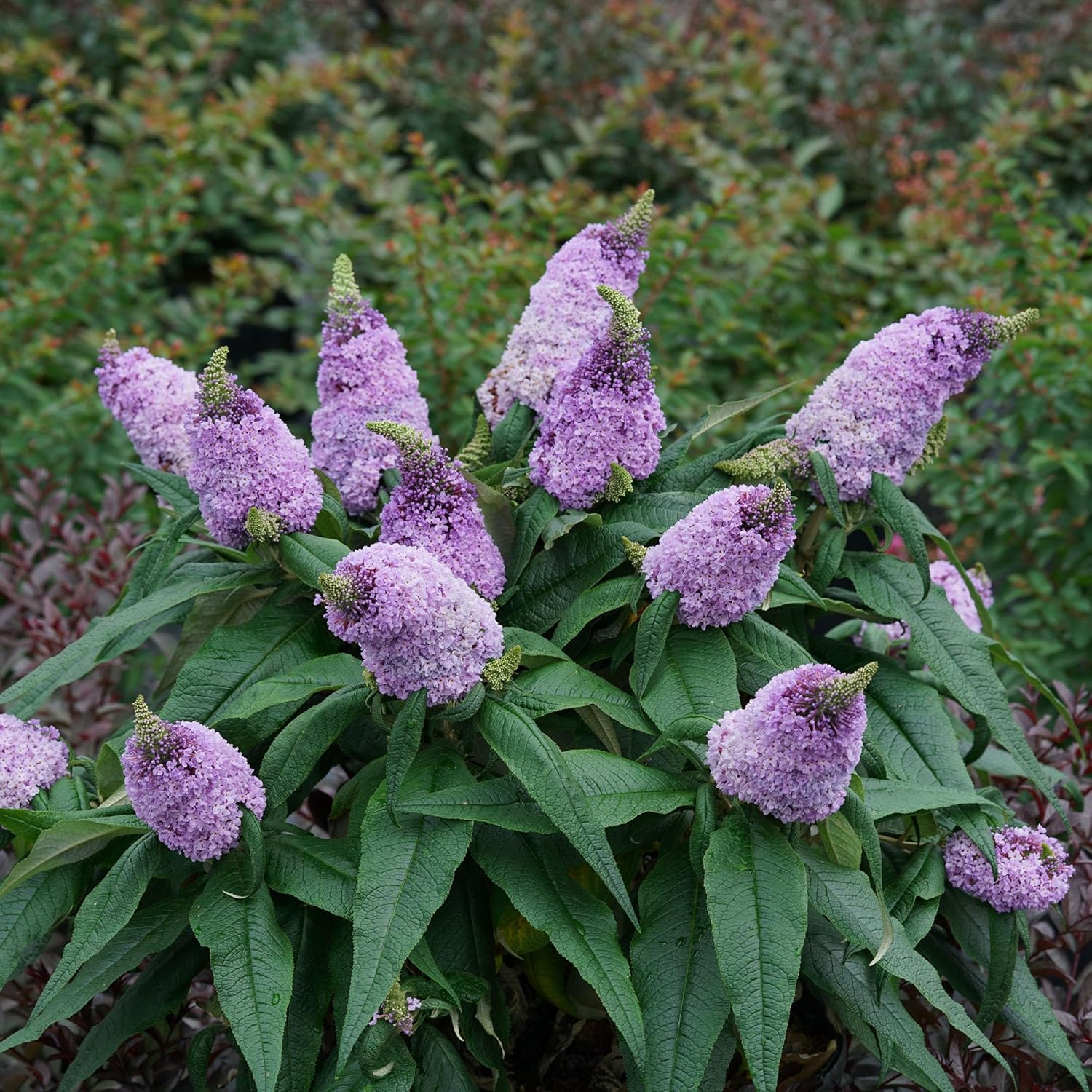 Amethyst Buddleia D51569