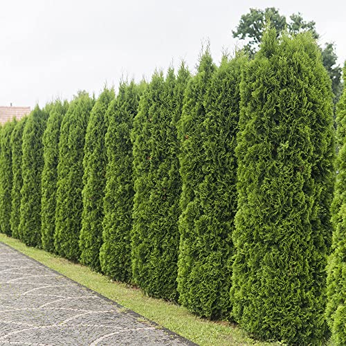 Emerald Green Arborvitae (2.5 Quart) Evergreen Shrub X4117