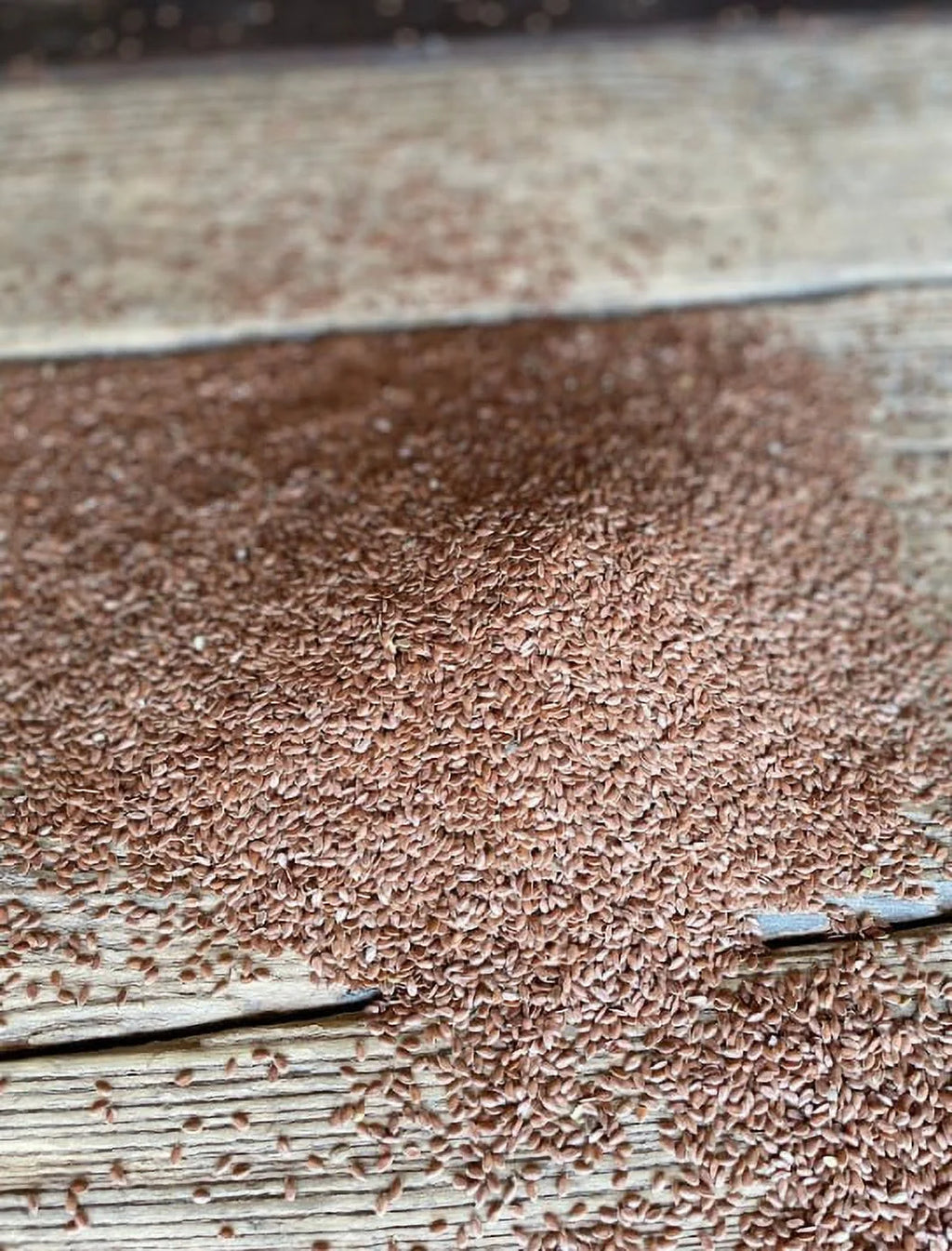50 lbs Flax Seeds J47656