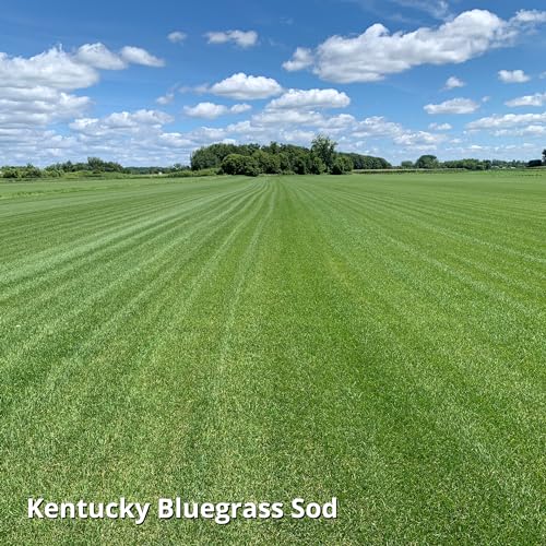 Blue Panther Kentucky Bluegrass Grass Seed (25 lb) F6990
