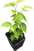 Two 4 Inch Pots Dwarf Everbearing Mulberry K9090