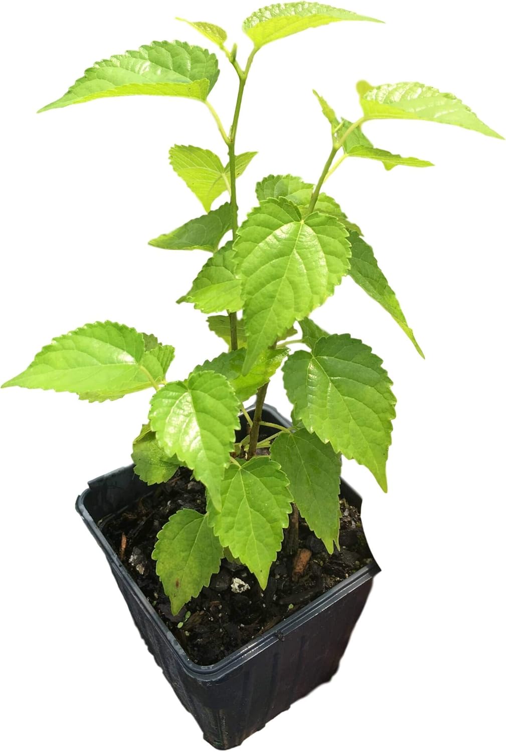 Two 4 Inch Pots Dwarf Everbearing Mulberry K9090