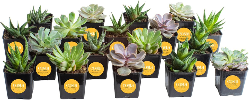 18-Pack Live Succulent Plants R152153