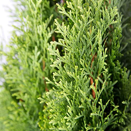 Emerald Green Arborvitae (2.5 Quart) Evergreen Shrub X4117