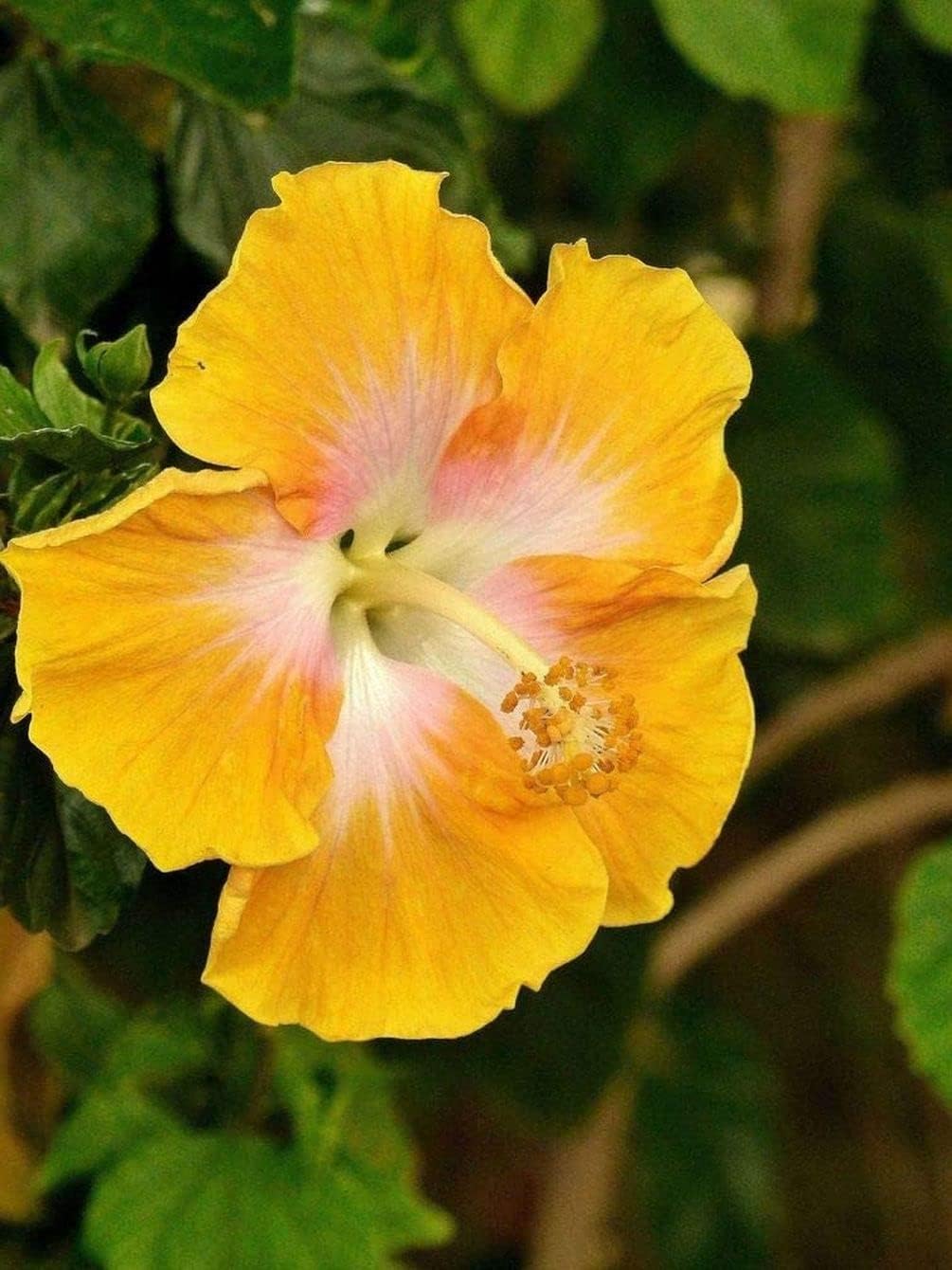 Giant Exotic Coral Hibiscus Flower I253788