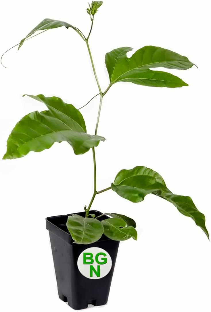 1 Live Plant of Passiflora Edulis - Edible V375315