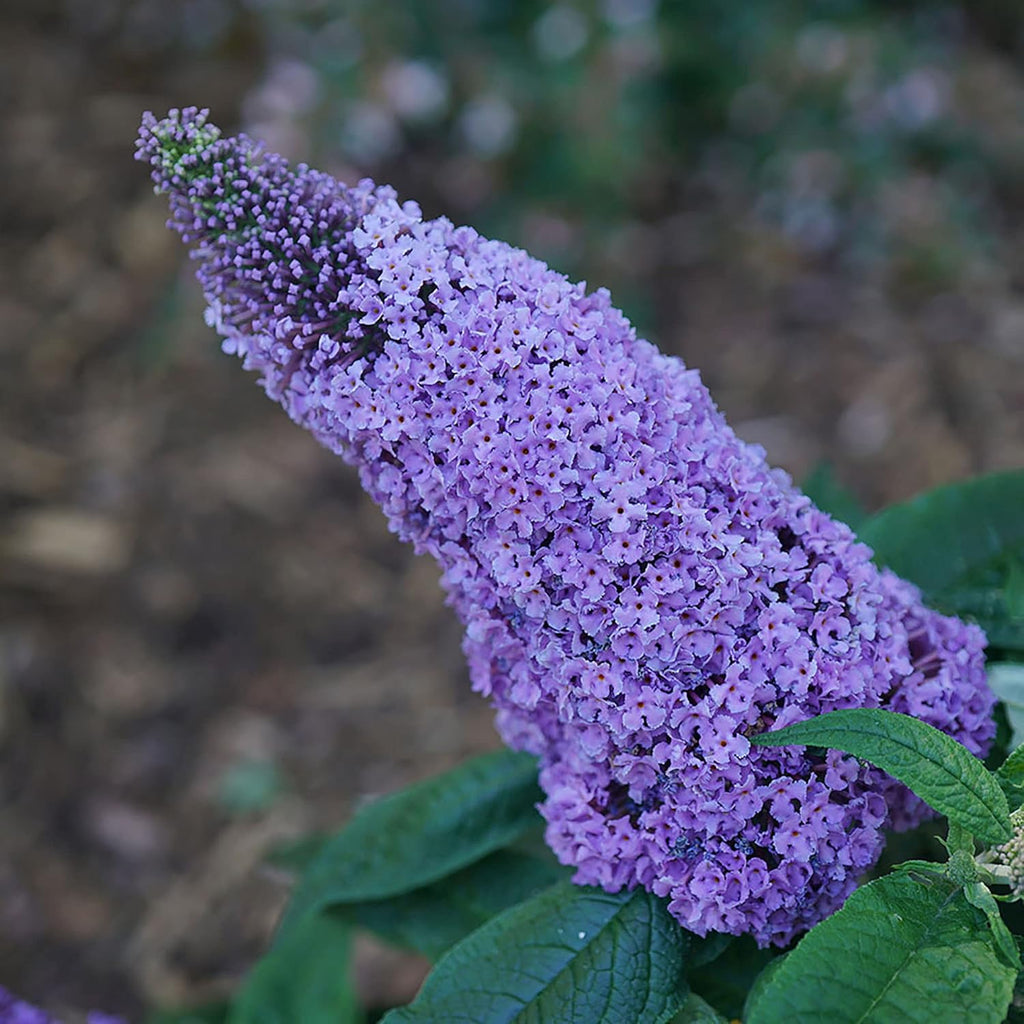 Amethyst Buddleia D51569