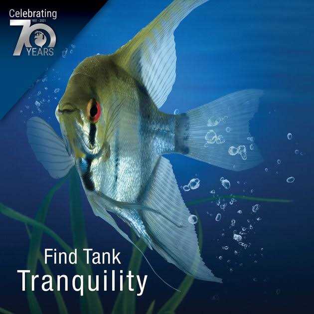 20 Gallons Aquatic Turtle Aquarium Kit with Filter And Heating Lamps H292997