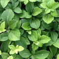 100 Bare Root Plants A719
