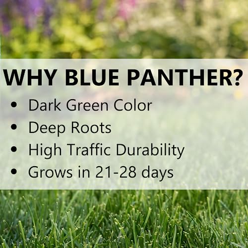 Blue Panther Kentucky Bluegrass Grass Seed (25 lb) F6990