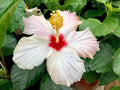 Giant Exotic Coral Hibiscus Flower I253788