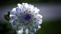 2 Bulbs Dahlia Bulbs X882375