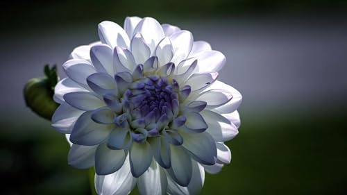 2 Bulbs Dahlia Bulbs X882375