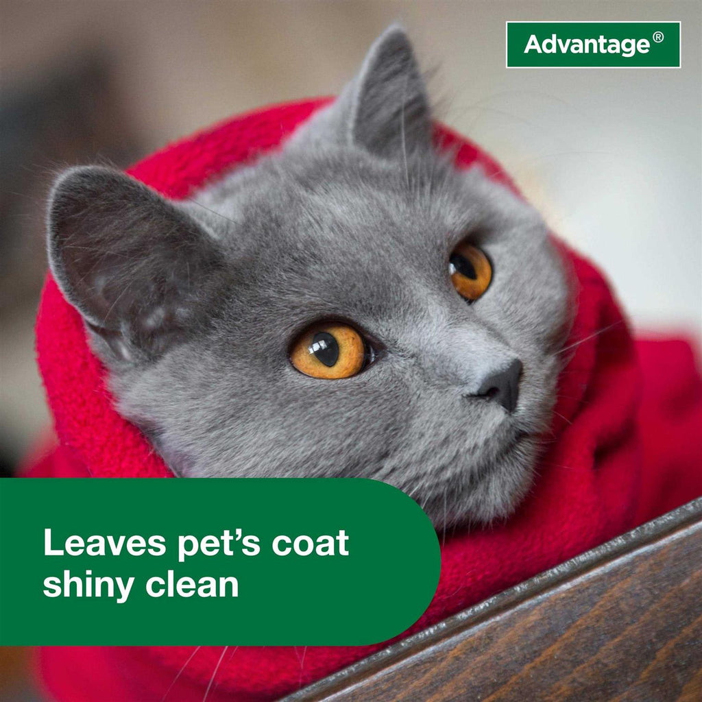 Flea & Tick Treatment Shampoo for Cats & Kittens S530936