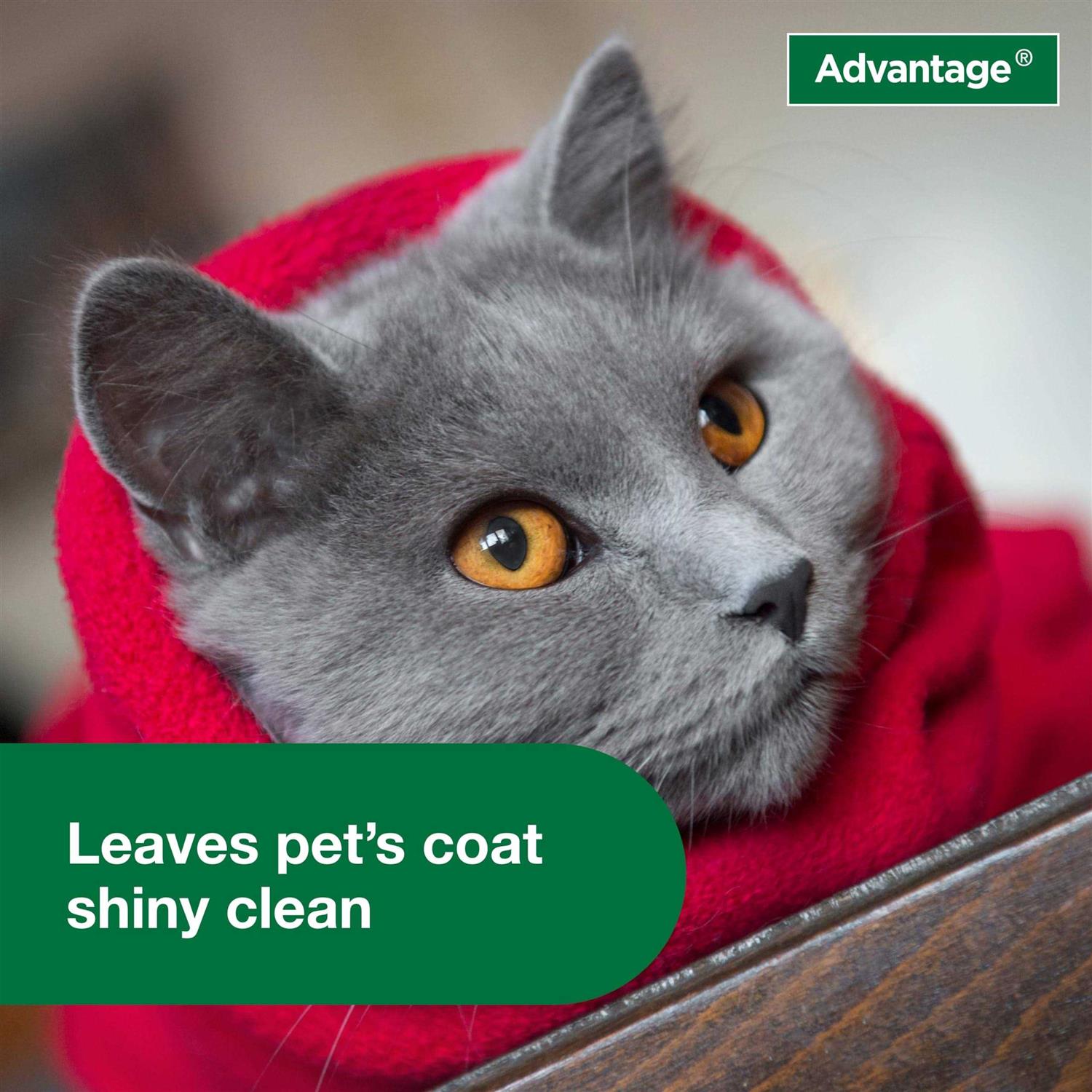 Flea & Tick Treatment Shampoo for Cats & Kittens S530936