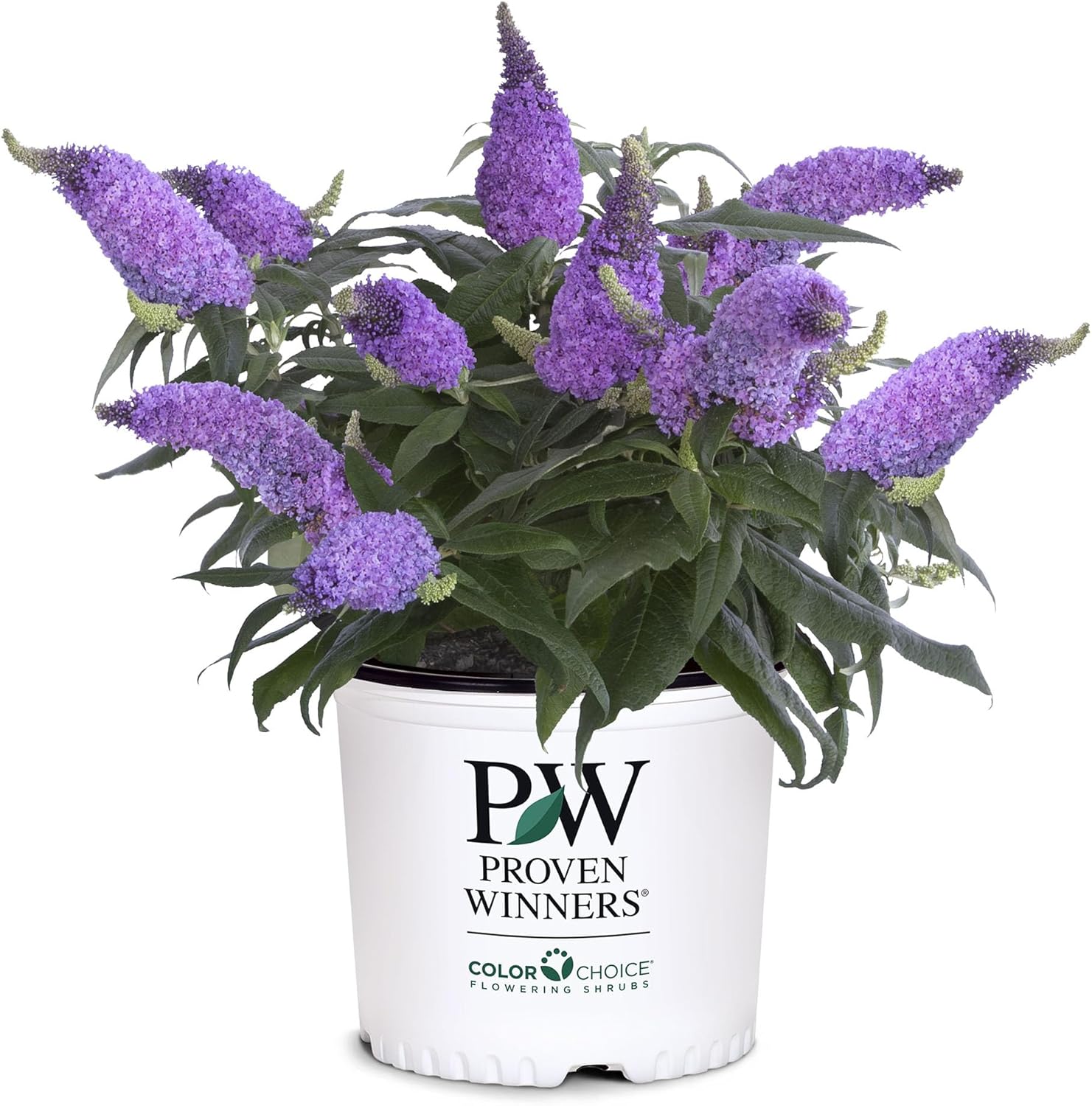 Amethyst Buddleia D51569