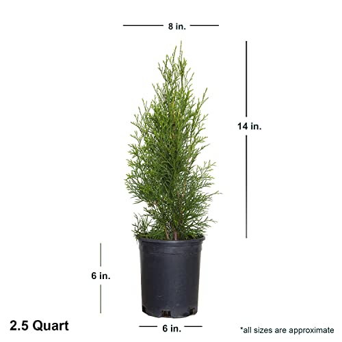 Emerald Green Arborvitae (2.5 Quart) Evergreen Shrub X4117