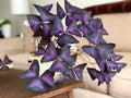 10 Purple Shamrock Bulbs L69845