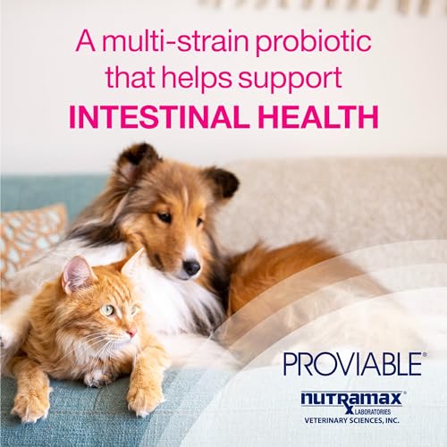 80 Capsules Probiotics and Prebiotics Supplement P461583