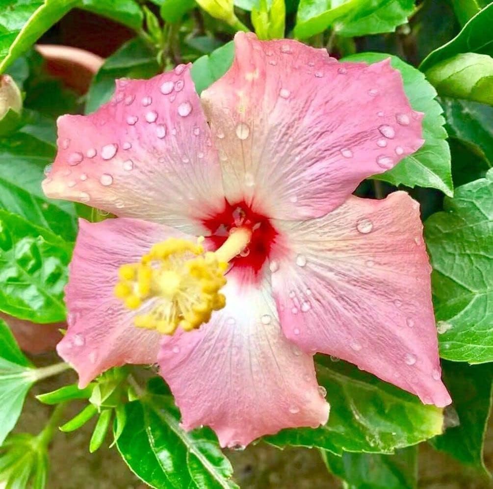 Giant Exotic Coral Hibiscus Flower I253788
