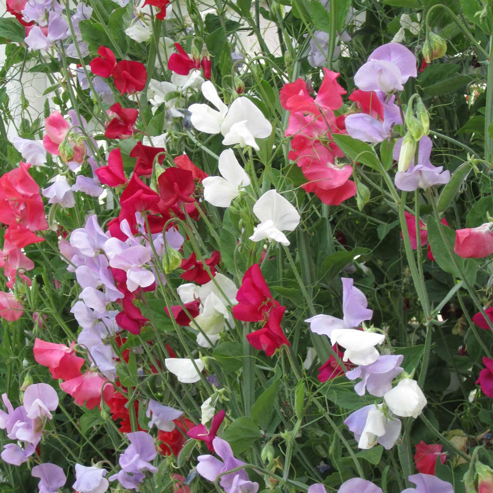 4 oz Perennial Vine Flower Garden Seeds I785146