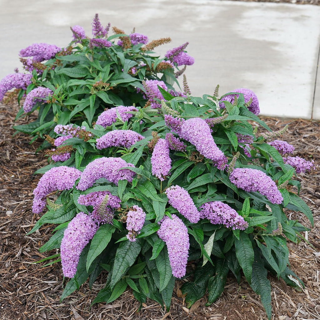 Amethyst Buddleia D51569