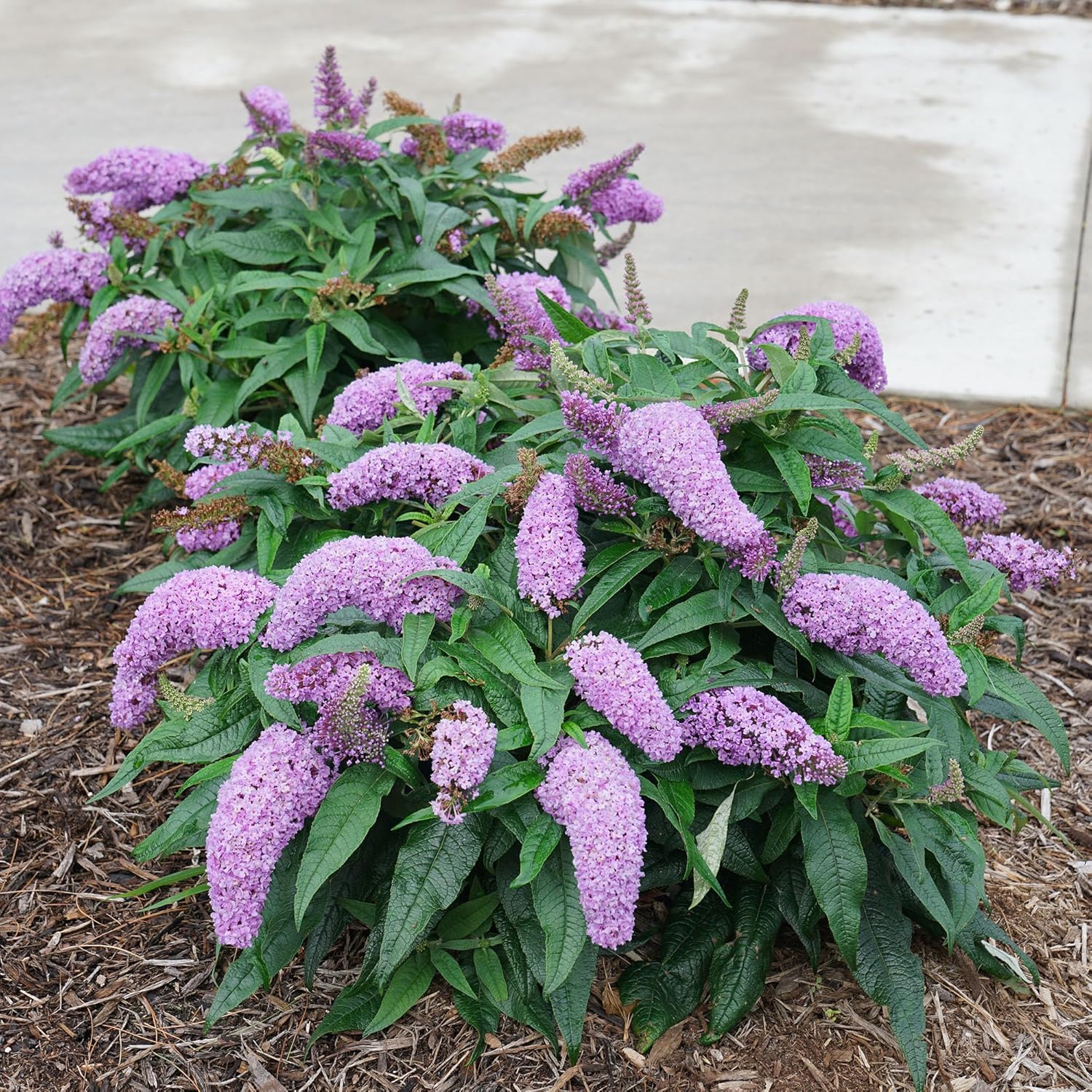Amethyst Buddleia D51569