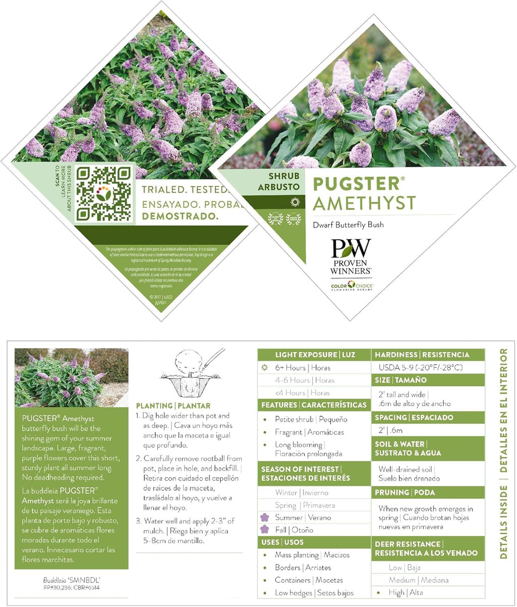 Amethyst Buddleia D51569