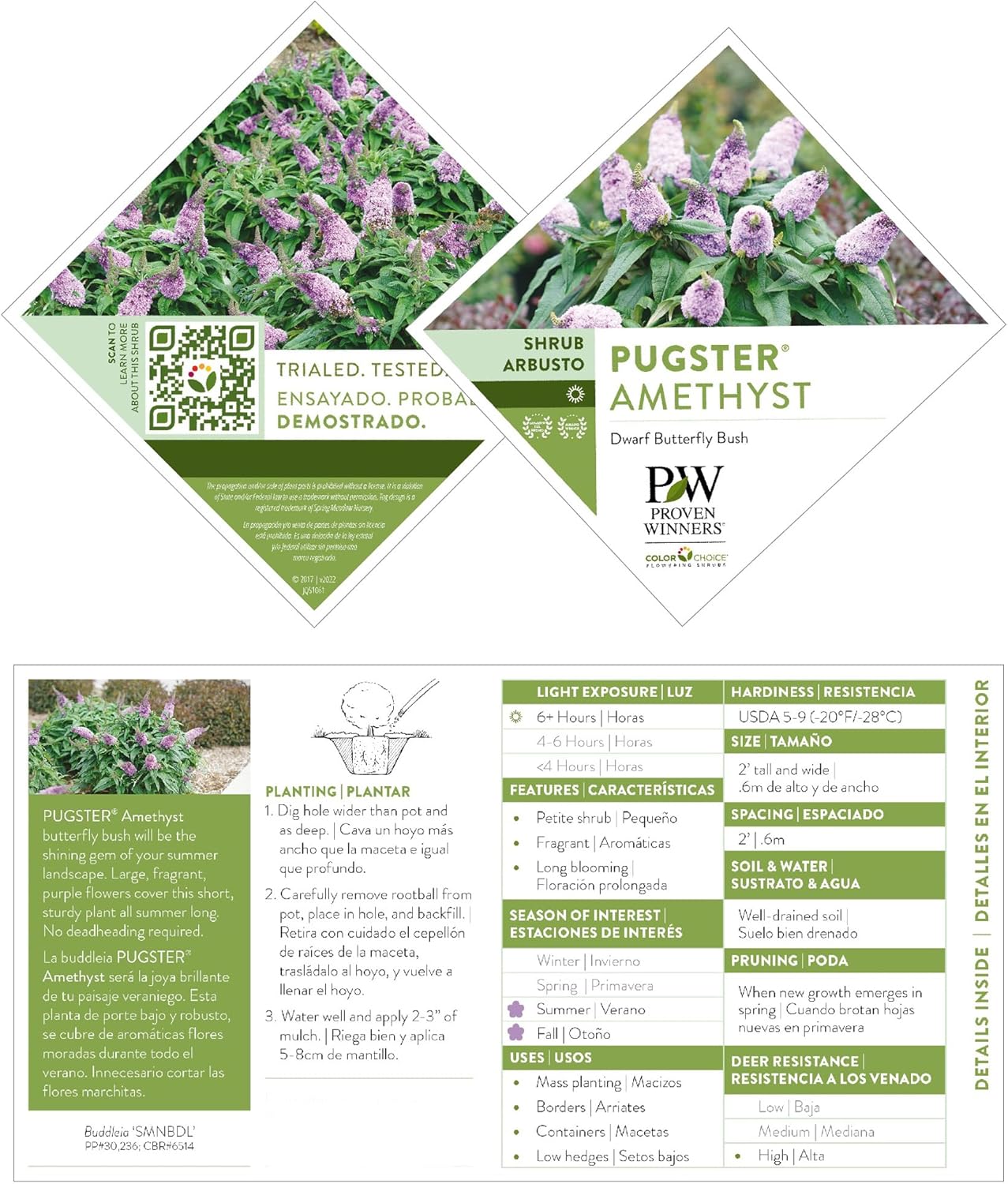 Amethyst Buddleia D51569