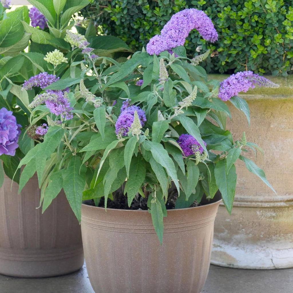 Amethyst Buddleia D51569