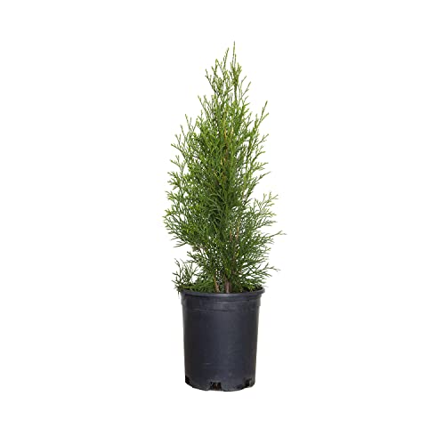 Emerald Green Arborvitae (2.5 Quart) Evergreen Shrub X4117