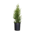 Emerald Green Arborvitae (2.5 Quart) Evergreen Shrub X4117