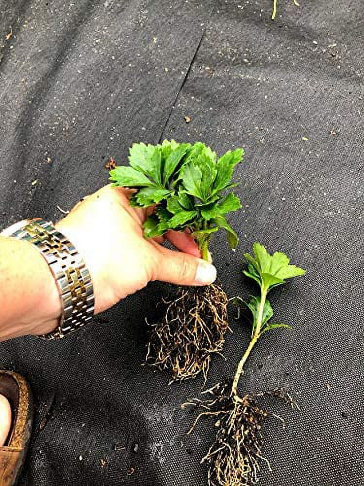 100 Bare Root Plants A719