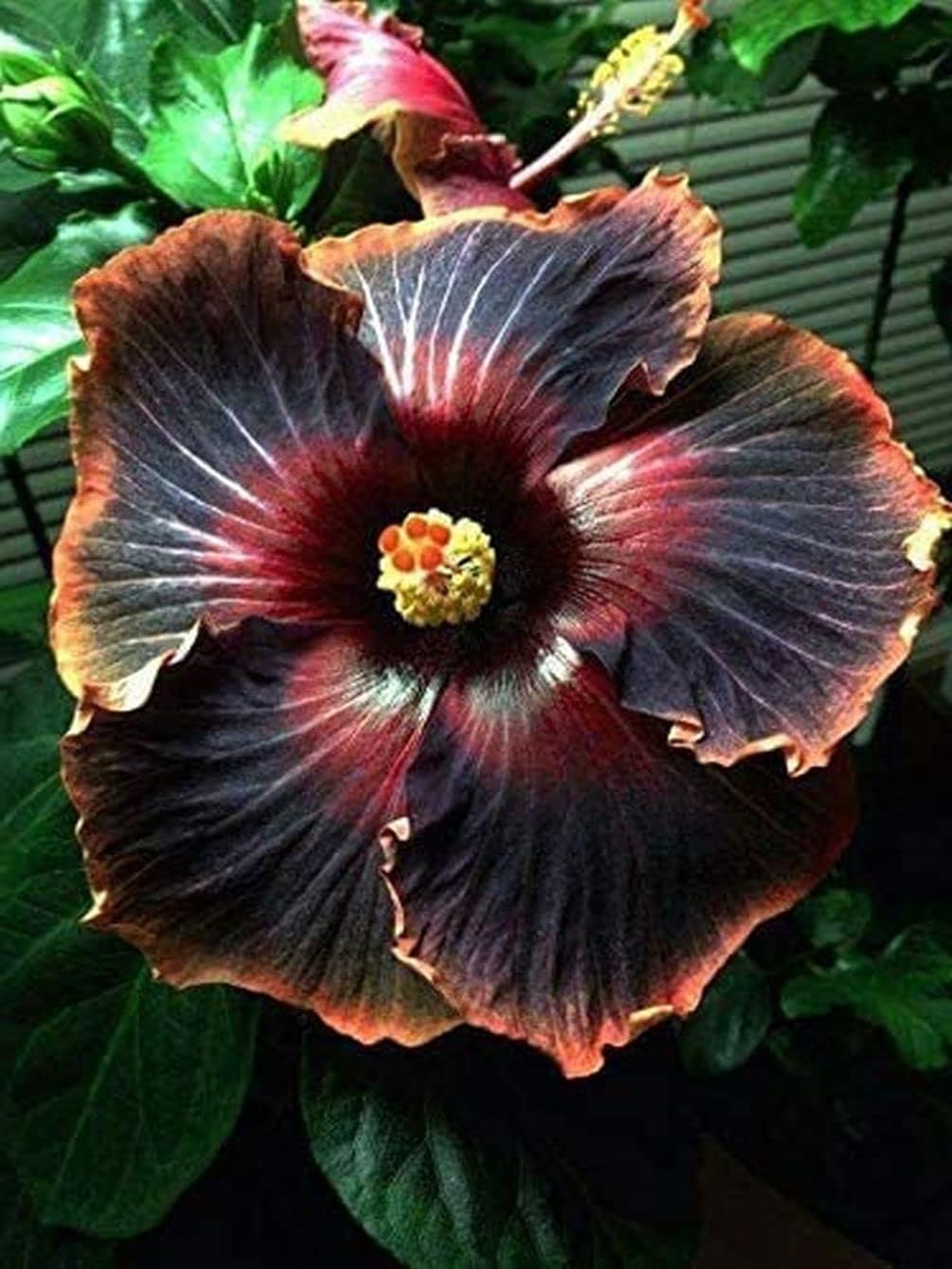 Giant Exotic Coral Hibiscus Flower I253788
