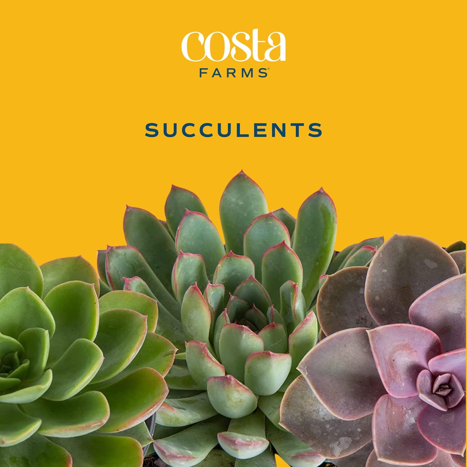 18-Pack Live Succulent Plants R152153